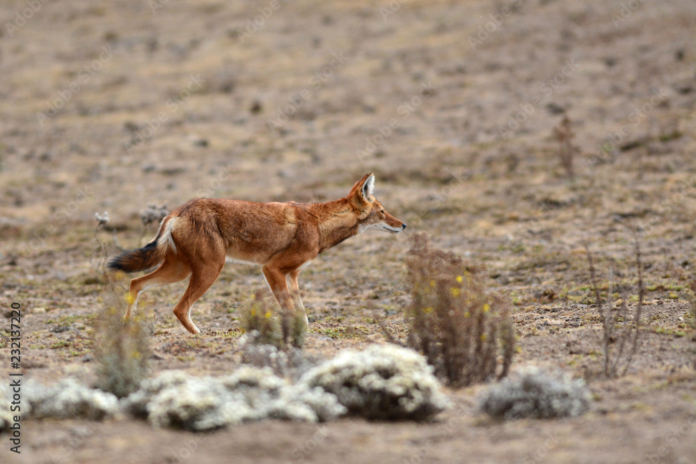 Fototapeta premium loup d'Abyssinie