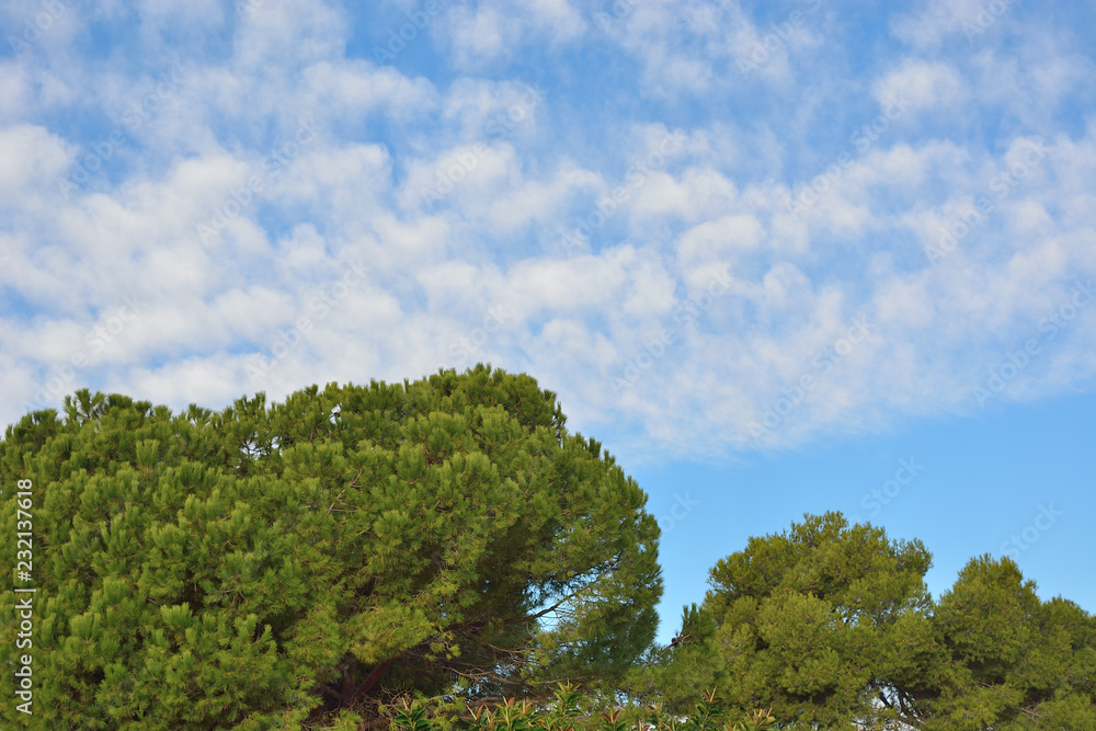 Fototapeta premium Nubes en el pinar del grao