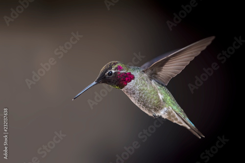 Anna's Hummingbird (Calypte Anna) in Flight