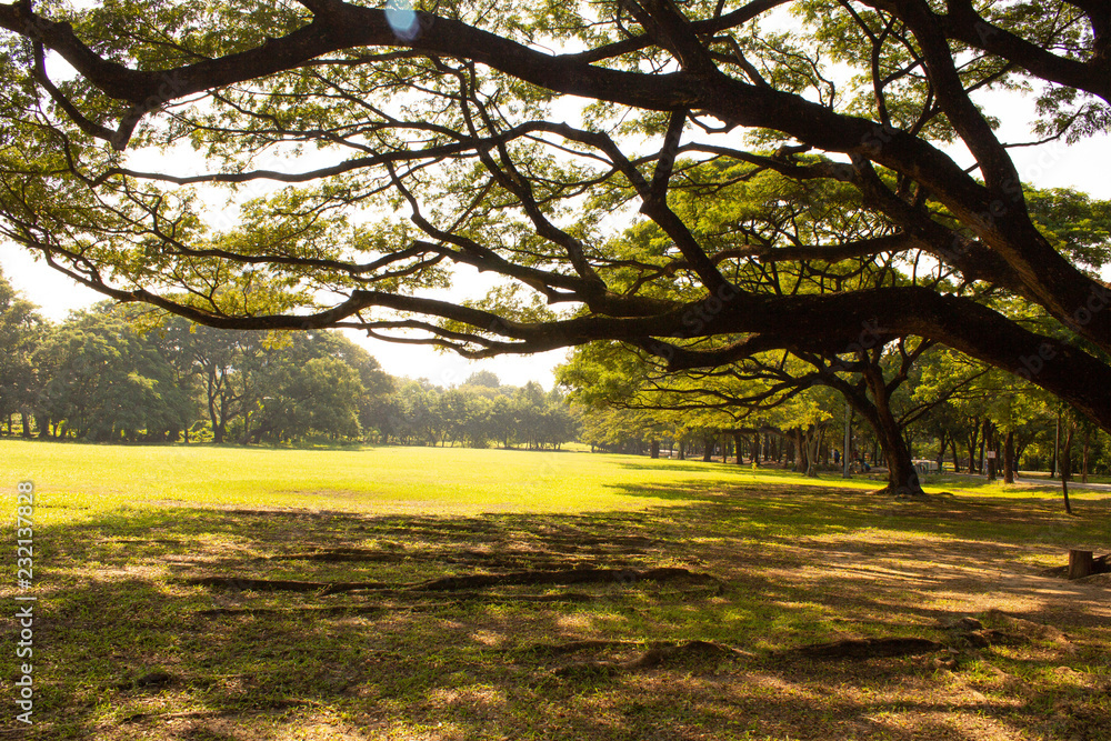 Obraz premium tree in the park