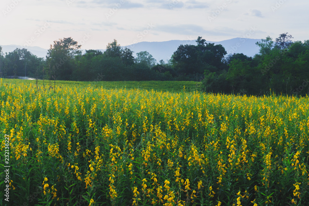 Yellow sunhemp with sunset,Yellow flowers are prominent in the field