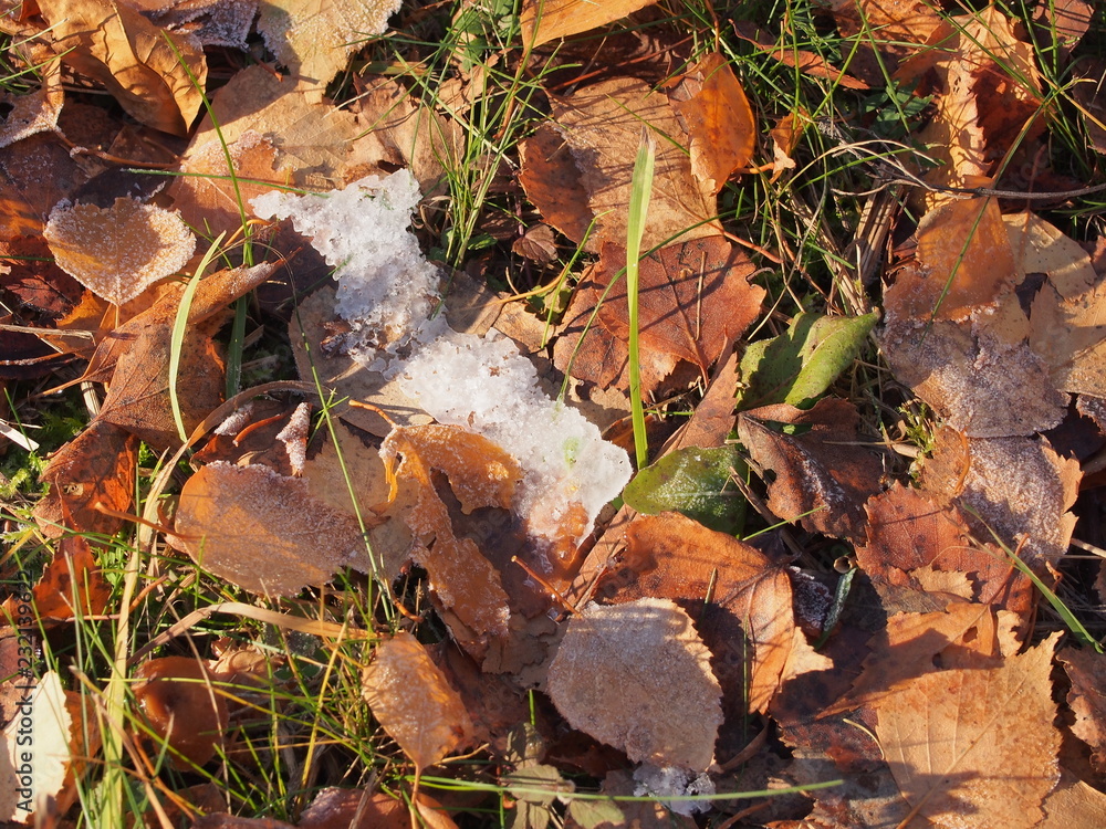 Snow on the autumn brown of fallen leaves.