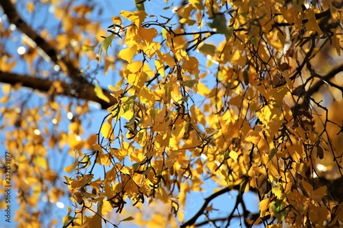 An Image of a autumn leaves