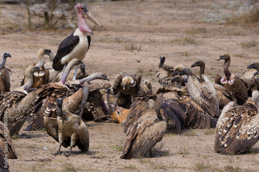 Obraz premium Tanzania. Birds vulture in Selous park