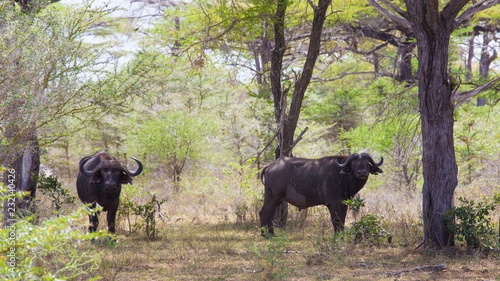 Tanzania. Buffaloes graze in Selous park © erainbow