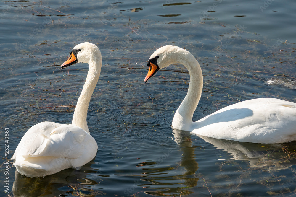 Obraz premium A pair of white swans Cygnus olor feeding on aquatic plants on the lake in Goryachiy Klyuch. Krasnodar region.