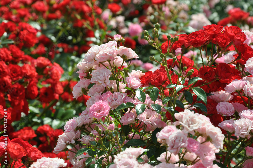 Blooming polyantha roses