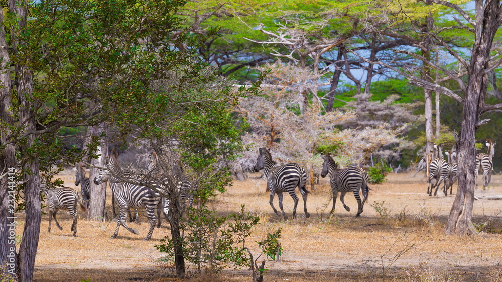 Fototapeta premium Tanzania. Zebras graze in Selous park