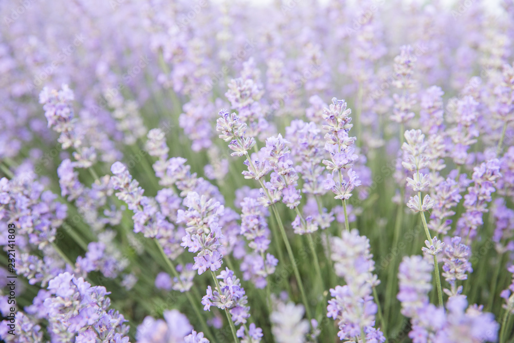 Fototapeta premium Purple fields of lavender, organic growing of scented flowers