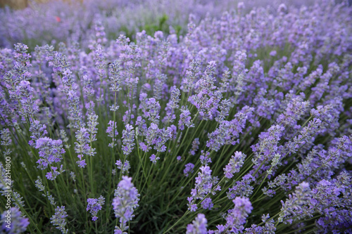 Purple fields of lavender, organic growing of scented flowers
