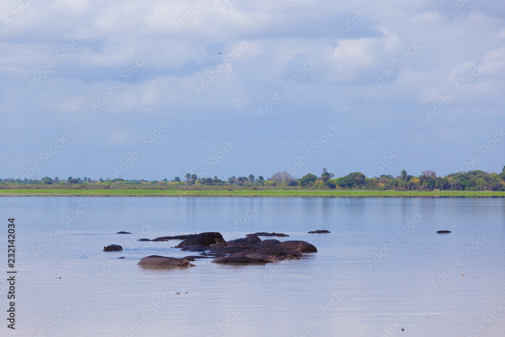 Fototapeta premium Tanzania. Hippos in Selous park