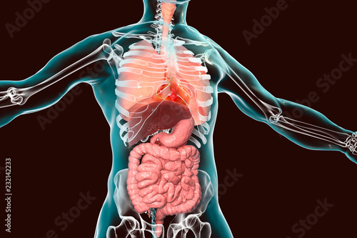 Quadro em tela Human body anatomy, respiratory and digestive system