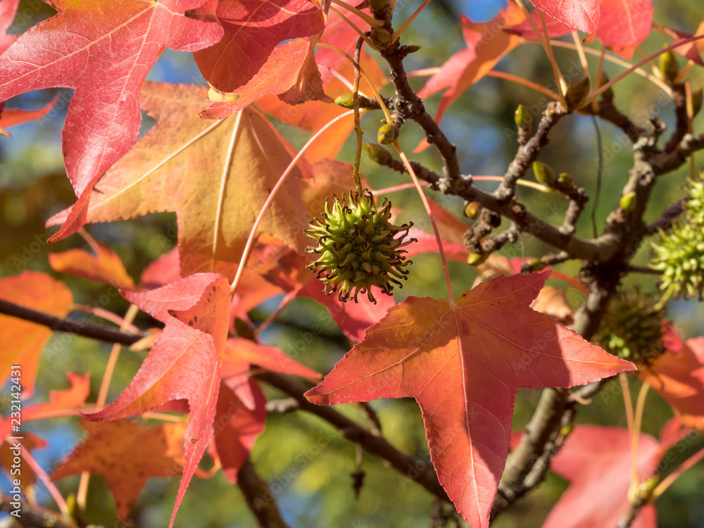 Feuilles et capsules fruits du copalme d’Amérique ou Liquidambar