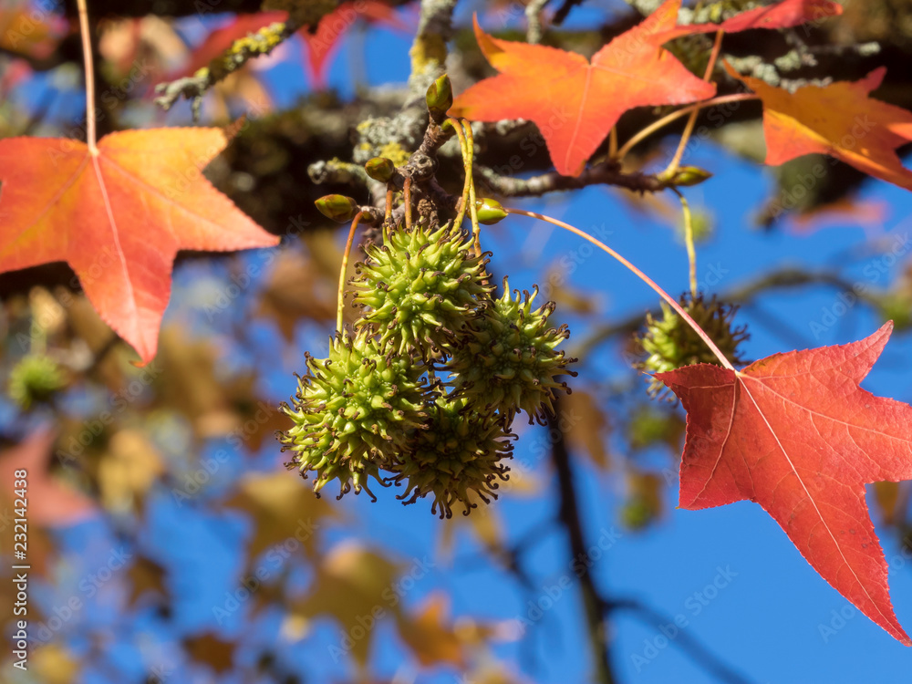 Feuilles et capsules fruits du copalme d’Amérique ou Liquidambar