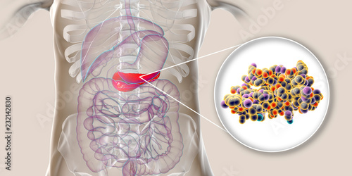 Human pancreas and close-up view of insulin molecule photo