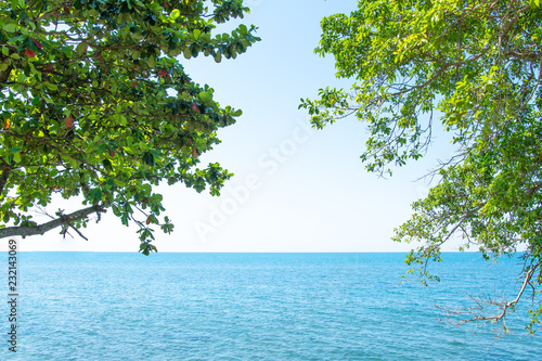 Fototapeta Naklejka Na Ścianę i Meble -  Tree and sea.Background