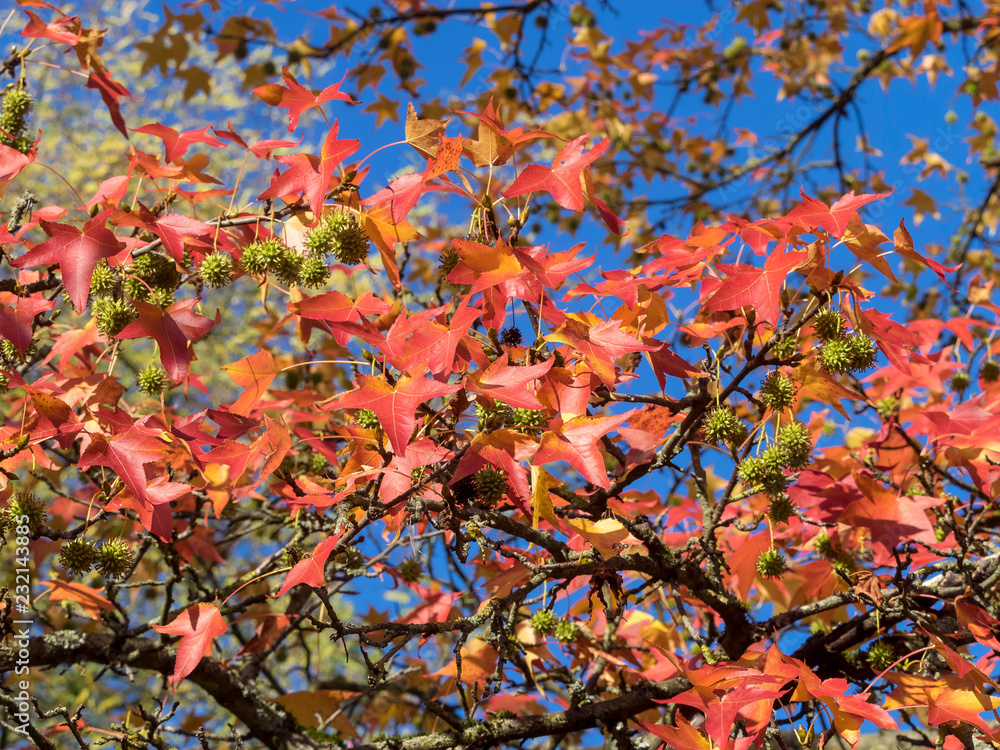 Feuilles et capsules fruits du copalme d’Amérique ou Liquidambar