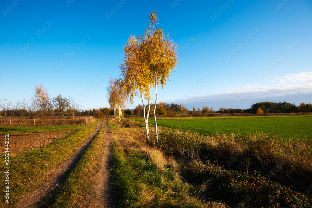 Naklejka premium yellow trees in autumn