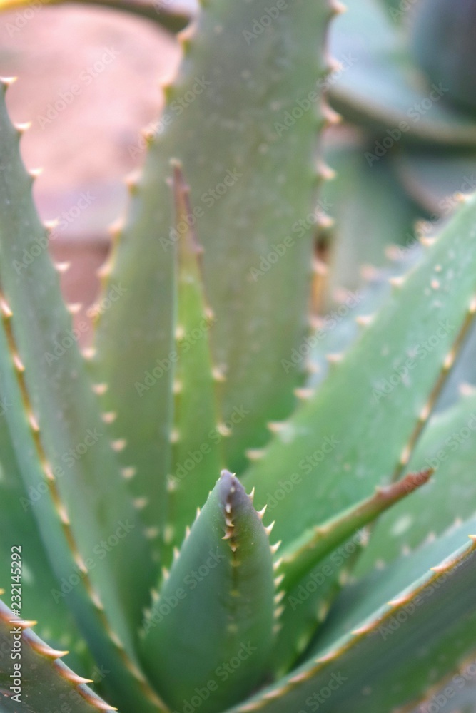 Tropical succulent aloe vera in macro shot Tropical succulent aloe vera in macro shot