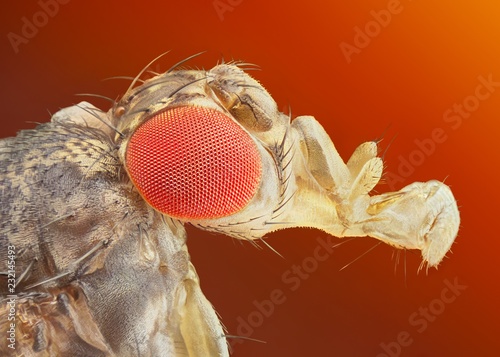 Drosophila melanogaster extreme sharp and detailed macro