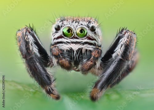 Extreme sharp and detailed portrait of polish jumping spider macro  © Sebastian