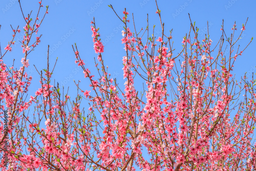 Flowering peach tree orchard, peach tree