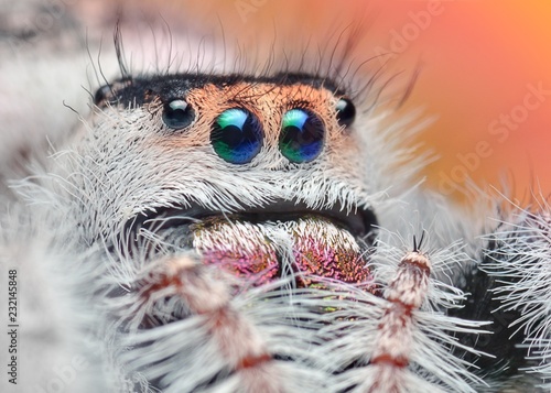 Phidippus regius macro natural  photo