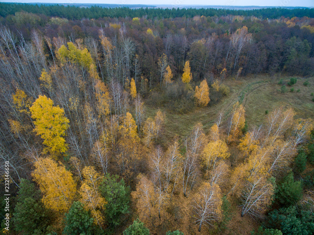 autumn forest, road in the forest, view from above