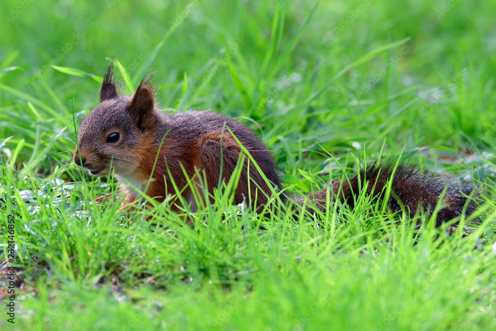 Junges Eichhörnchen bei der Futtersuche