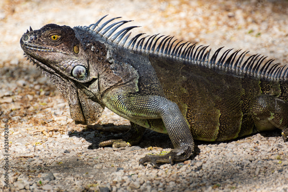Fototapeta premium Costa-Rica - Iguane