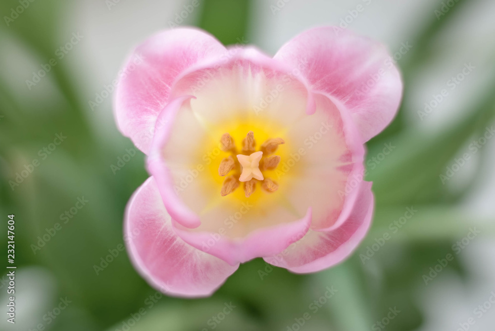 Obraz premium Beautiful pattern of pistils and stamens inside the head of a gently pink tulip flower on a blurred background. Soft focus. Geometry in nature.