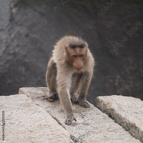 Sad Bonnet macaque © Aleksandra