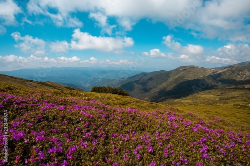 Stunning summer floral scenery, colorful sunny day, blooming pink rhododendron flowers © Rushvol