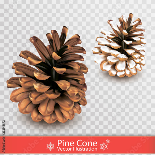 Realistic dry pine cone with snow isolated on transparent background. Object for design. Set of two pinecones. Vector illustration