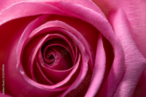 Background  pink rose flower macro