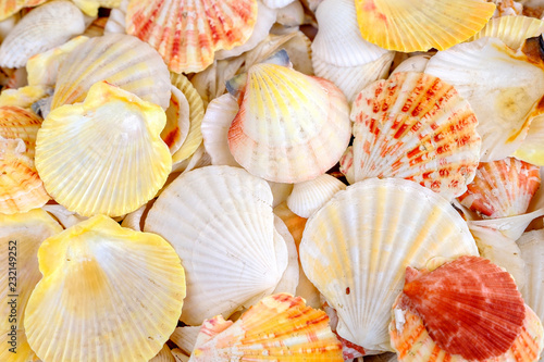 collection of different seashell background