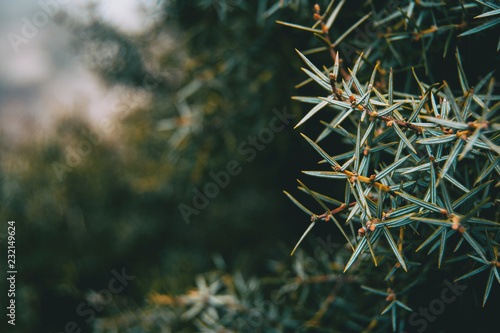 Close-up of leaves of juniperus oxycedrus