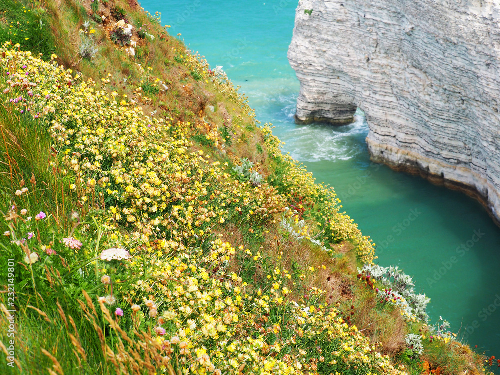 Fototapeta premium White cliffs on the coast of France, Etretat, Normandy. View from top, from the cliff down to the sea. Trifolium ochroleucon, clover