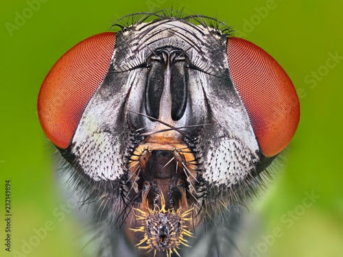 Very sharp and detailed study of Fly head stacked