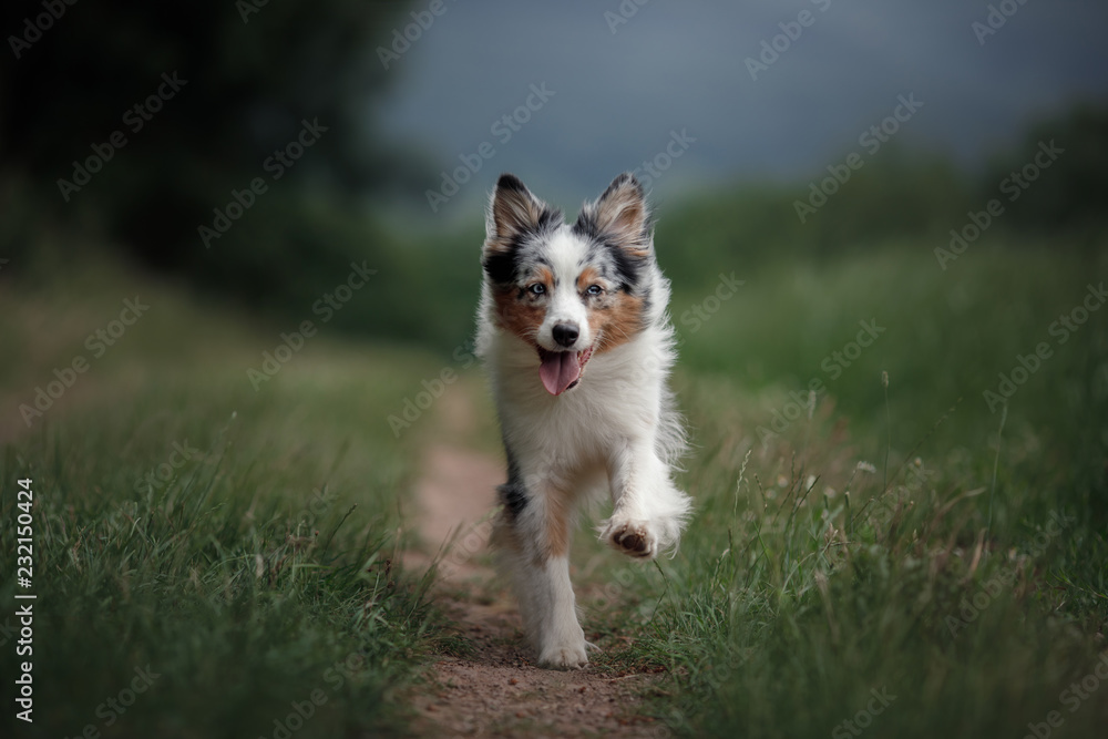 he dog is running in the field. Australian Shepherd in nature in the park. Active Pet for a walk