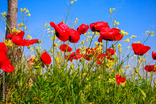 Fototapeta Naklejka Na Ścianę i Meble -  Field with poppies under blue sky
