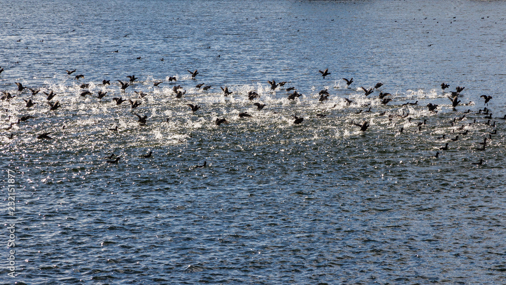 Wasservögel