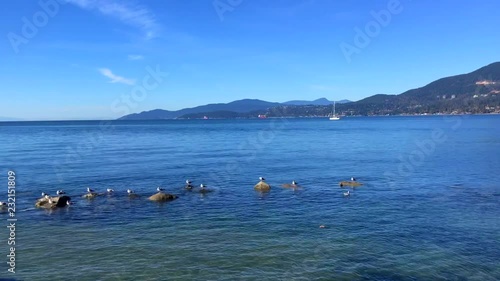 Seagulls taking a break photo