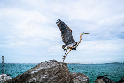 Heron taking off from rock