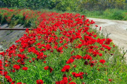 Fototapeta Naklejka Na Ścianę i Meble -  Field with poppies under blue sky