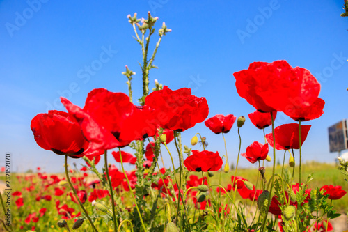 Fototapeta Naklejka Na Ścianę i Meble -  Field with poppies under blue sky