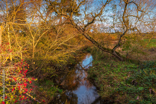 River Blyth below Shilvington Bridge, as the river flows through dense woodland towards the sea at Blyth