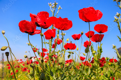 Fototapeta Naklejka Na Ścianę i Meble -  Field with poppies under blue sky