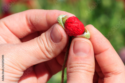 Fototapeta Naklejka Na Ścianę i Meble -  Field with poppies under blue sky
