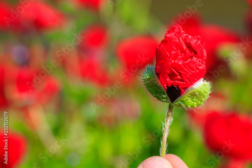Fototapeta Naklejka Na Ścianę i Meble -  Field with poppies under blue sky